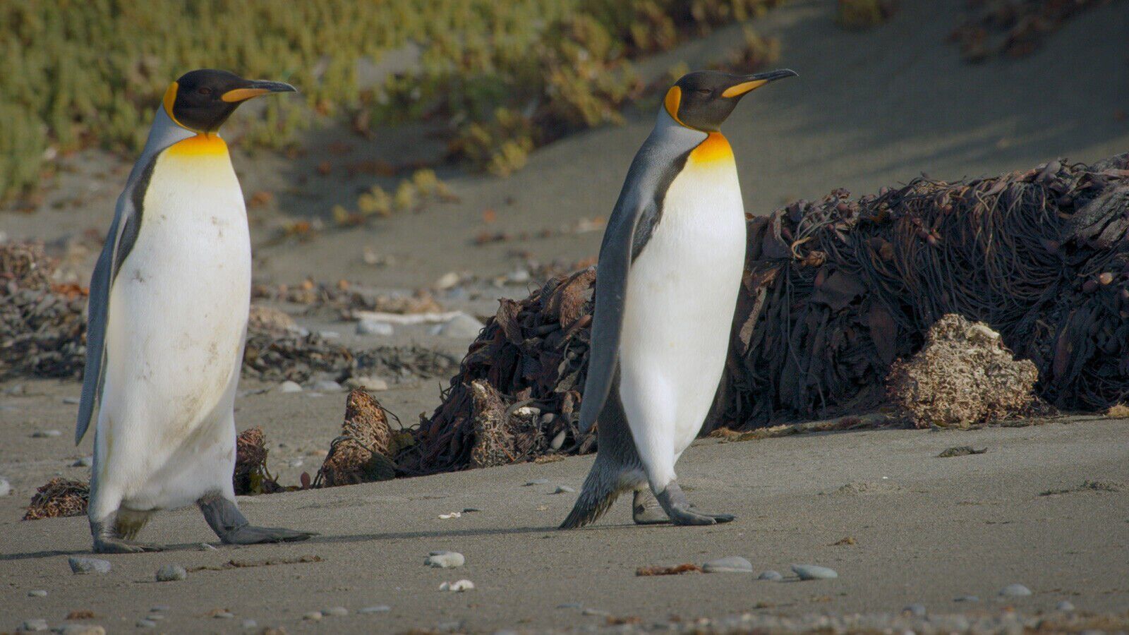 Meet the adorable penguins living across Patagonia